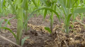 Local Corn Detasseling Begins Amid Heat