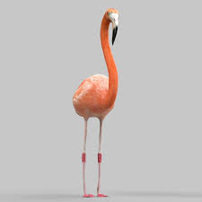 Flamingo 3d Model 3d Model Flamingo Model