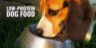 Wet and dry food for puppies, adults, and seniors. 9 Best Low Protein Dog Foods Kidney Disease Reviews Tips