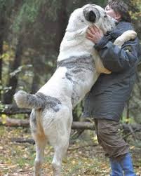 The statue, located on a busy traffic circle in the capital city of ashgabat, shows an alabai dog. 250 Central Asian Shepherd Ideas In 2021 Alabai Dog Dogs Dog Breeds