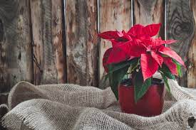 How Do I Revive A Poinsettia