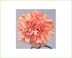 Carnation Light Pink Candy Standard Carnation Carnations Flowers By Category Sierra Flower Finder