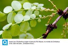 Image result for Englerina