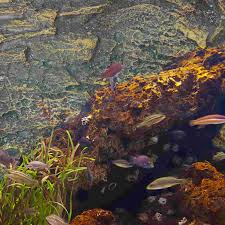 Image result for Terrarium Cling Background