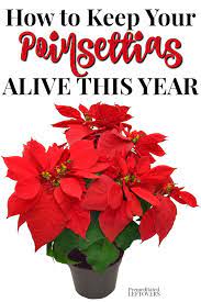 Pin On Holiday Ideas
