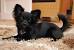 Chihuahua Deer Head Long Hair