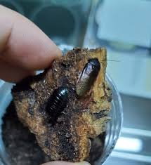 Image result for Isoglossa punctata