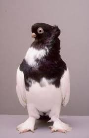 During his career rıdvan established himself as one of the most skilled players of the turkish super league. Serkan Demircioglu Serkandemirciolu Profil Pinterest