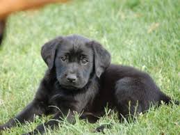 Handl formel 1 labrador hvalpe til salg billigt her! Hundehvalpe Tilsalg Hund Hunde Hvalpe Salg Jagthunde Jagt Kennel Kennel Labrador Labrador Dansk Dansk Retriever Retriever Klub Klub Formel 1 Formel 1 Dansk Jagthunde Registrering