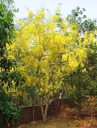 Image result for Cassia sieberiana