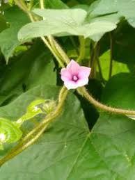 Image result for Ipomoea dichroa