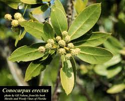 Image result for Conocarpus erectus