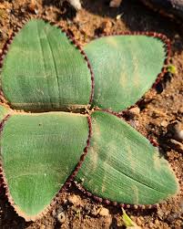 Image result for Crinum lugardiae