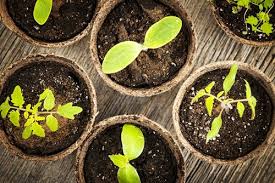 Check spelling or type a new query. 5 Benefits Of Growing Your Own Herbs Escoffier