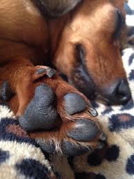 Common name(s) miniature dachshund, miniature weiner dog, doxie's miniature. Miniature Dachshund Paw Miniature Dachshund Dachshund Dachshund Dog