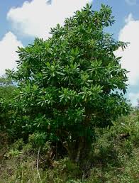 Image result for Nuxia oppositifolia