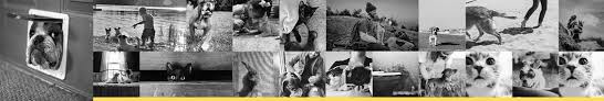 Maybe you would like to learn more about one of these? Kriser S Natural Pet Linkedin