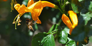 Image result for Tecomaria