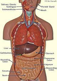 Check spelling or type a new query. Bio202 Digestive Organs Nervous System Anatomy Physiology Digestive System Model