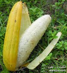 صور ومعلومات زراعية عن نبات اللوف المتسلق Luffa Fruit Vegetables Banana