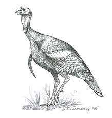 Welcome To The Graphic Works Animal Sketches Turkey Drawing Cnc Wood Carving