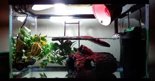 My Turtle Tank 10 Gallon Tank With Tetra Whisper Filter Underwater Heater Uva Uvb Light And An Infrared Heat Light Turtle Tank Heat Lamps Turtle