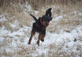 Pin By Doppel Gergely On Calum In 2020 Gordon Setter 6 Month Olds Dogs