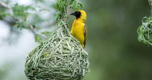 Birds With Their Nests Pictures African Masked Weaver Ploceus Velatus Weaver Birds As Their Name Suggests Weave Intricate Nests Out Of Reeds And Grasses Bird Bird Nest Beautiful Birds