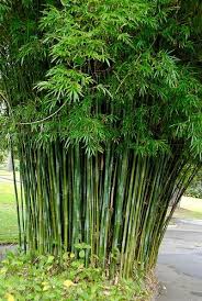Black Bamboo Plants For Sale Ireland Bamboo Textilis Gracilis Online Plant Nursery Bamboo Garden Bamboo Plants Clumping Bamboo