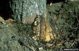 The grass must be near tar in order for the plant to grow. Armillaria Root Rot
