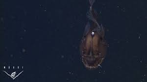 37 likes · 2 talking about this. Pacific Footballfish Beachgoer Finds Odd Ugly Fish Washed Up On Shore Kiro 7 News Seattle
