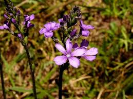 Image result for Buchnera