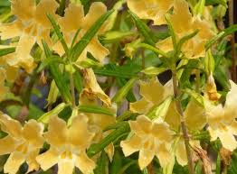 In other words, 1 fruit in 10,000 will set and mature. Monkey Flowers For California Gardens