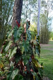 Philodendron Anderson S Red Philodendron Tropical House Plants Tropical Foliage