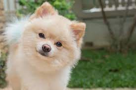 Pomeranian male and female puppies for sale very cute and very pretty. Pomeranian Price How Much Does It Cost To Buy Have One Perfect Dog Breeds