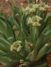 Image result for Ixora mildbraedii