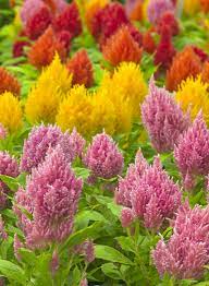 Images Photos Flowers Vegetables Edibles Gardens Maceta Semillas De Flores Flores Bonitas