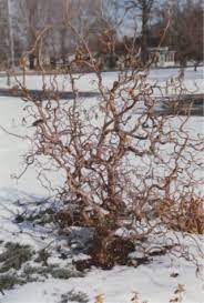 Maybe you would like to learn more about one of these? Harry Lauder S Walking Stick Pruning Propagating And General Care