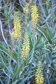 Image result for Aloiampelos tenuior