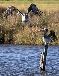 The bayou 160 also features outfitting for fishing such as fishing rod holders and water bottle. Pelicans On The Bayou Bayou Animals Pelican