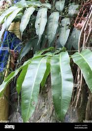 Image result for Stenochlaena