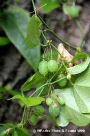 Image result for Passiflora suberosa