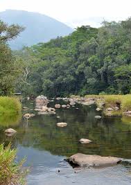 Image result for Triainolepis sancta