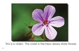 Need a flower delivery to new jersey for a special occasion? New Jersey State Symbols First Grade Book Wilbooks