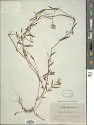 Image result for Justicia anselliana