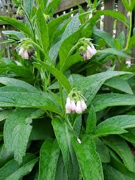 Loops of yarn in a row, either flat or in the round (tubular). Symphytum Officinale Boneset Comfrey Common Comfrey Consound Cultivated Comfrey Knitbone Quaker Comfrey Slippery Root True Comfrey North Carolina Extension Gardener Plant Toolbox