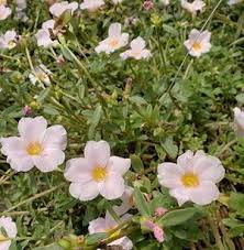 Image result for Portulaca oleracea