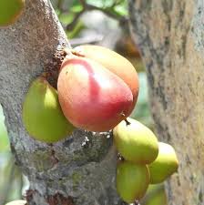 Image result for Englerophytum magalismontanum