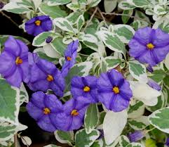 Image result for Lycianthes rantonnetii