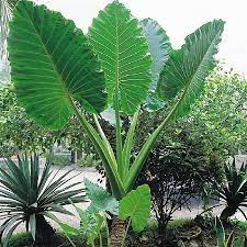 Jan 23, 2020 · upright elephant ears are called alocasias, whereas elephant ears that go dormant are called colocasias. Upright Elephant Ears Bulbs Spring Flower Bulbs Eden Brothers